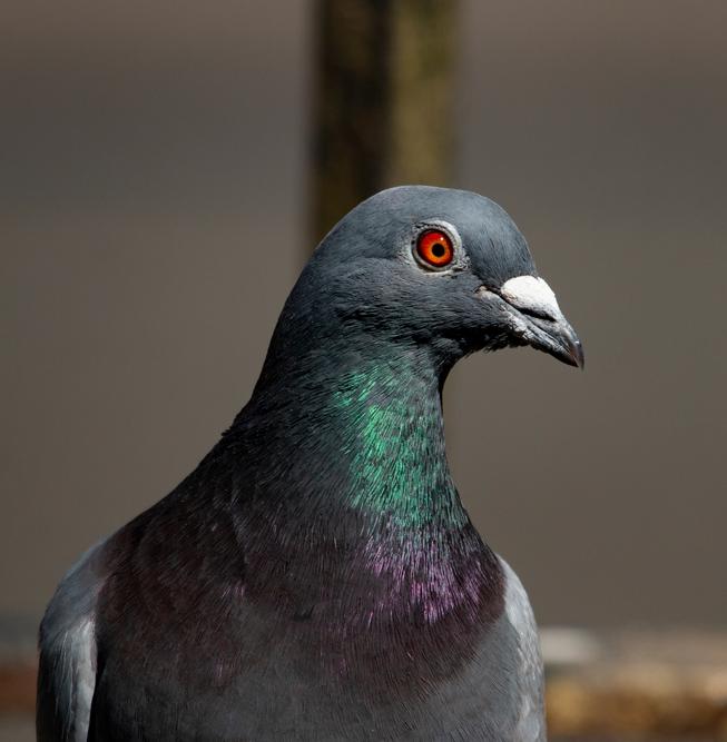 Фонд защиты городских животных проверит здания на опасность для птиц 