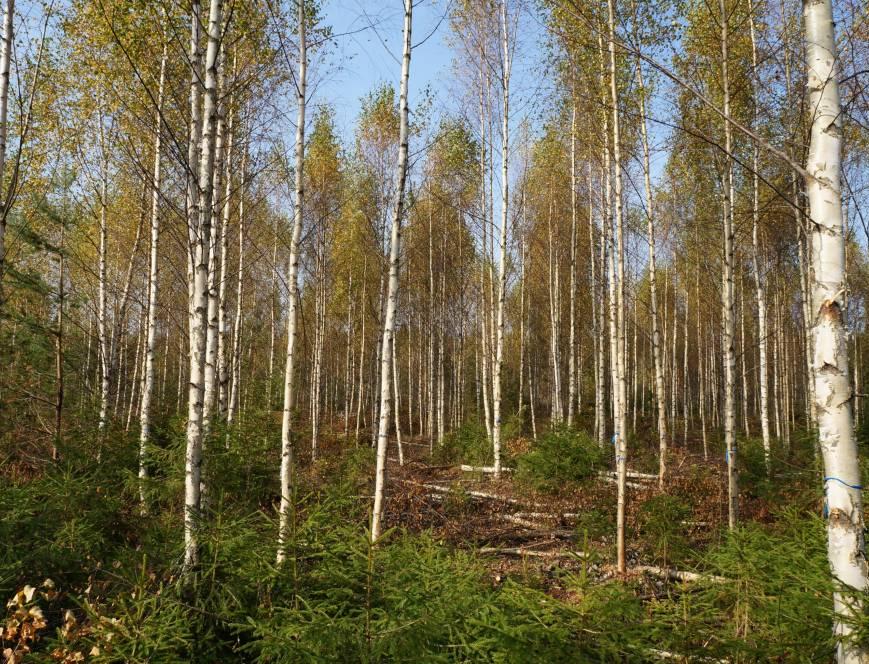 Продлен прием заявок на софинансирование мероприятий по лесовосстановлению