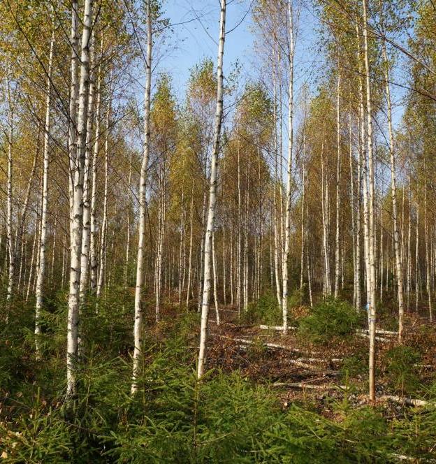 Продлен прием заявок на софинансирование мероприятий по лесовосстановлению