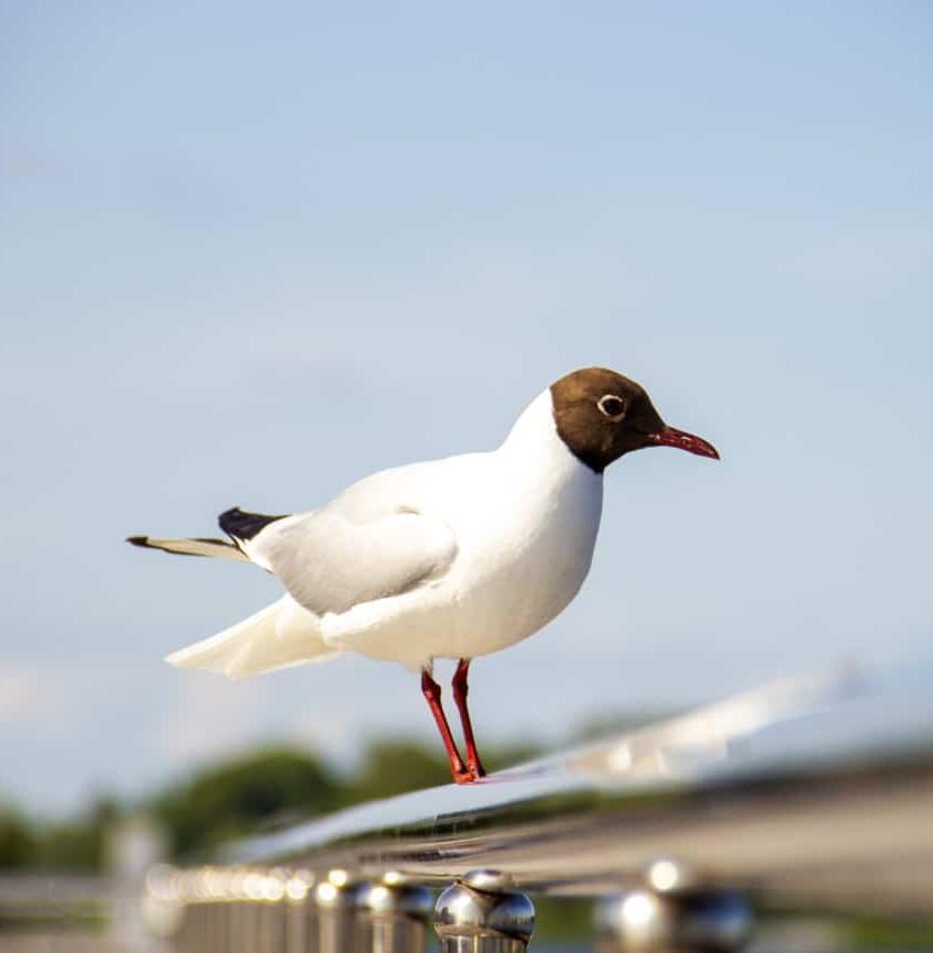 Ученые выяснили способ переноса микропластика чайками 