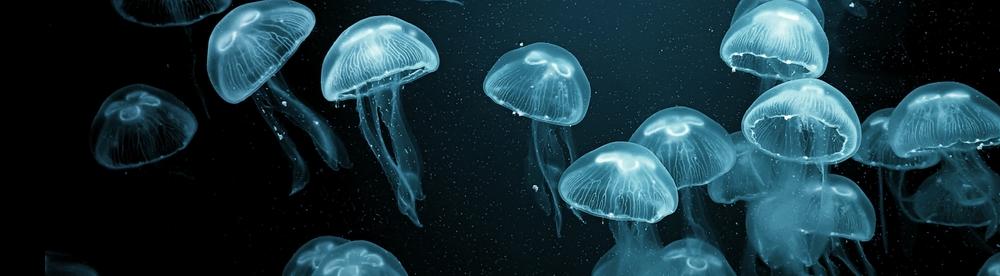 Медузный коллапс: желеобразные захватили Азовское море 