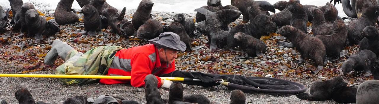 Фильм о спасении тюленей получил международную награду 