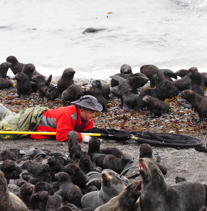 Фильм о спасении тюленей получил международную награду 