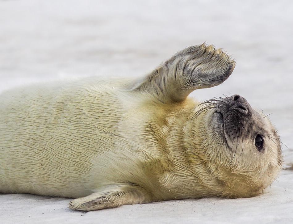 В Дальневосточном морском заповеднике впервые в этом году зафиксированы новорожденные тюлени