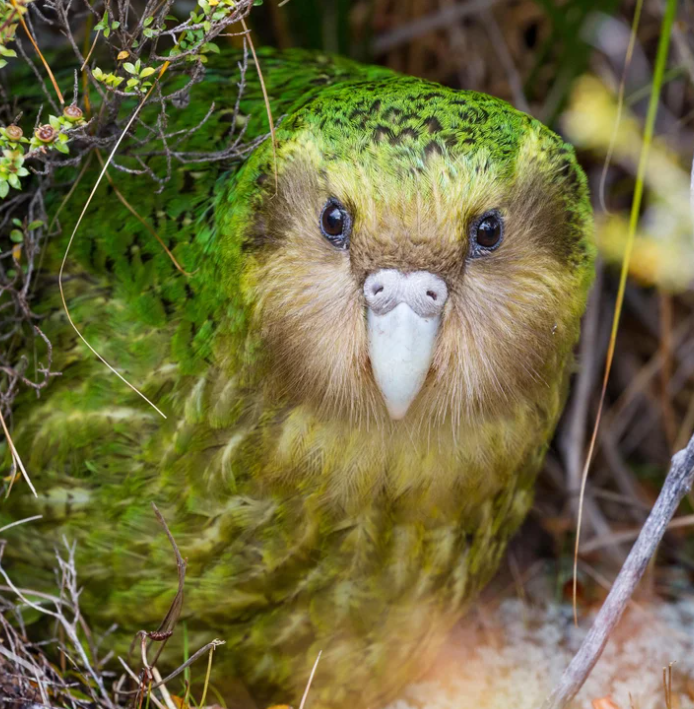 Популяция редчайших попугаев какапо начала восстанавливаться 