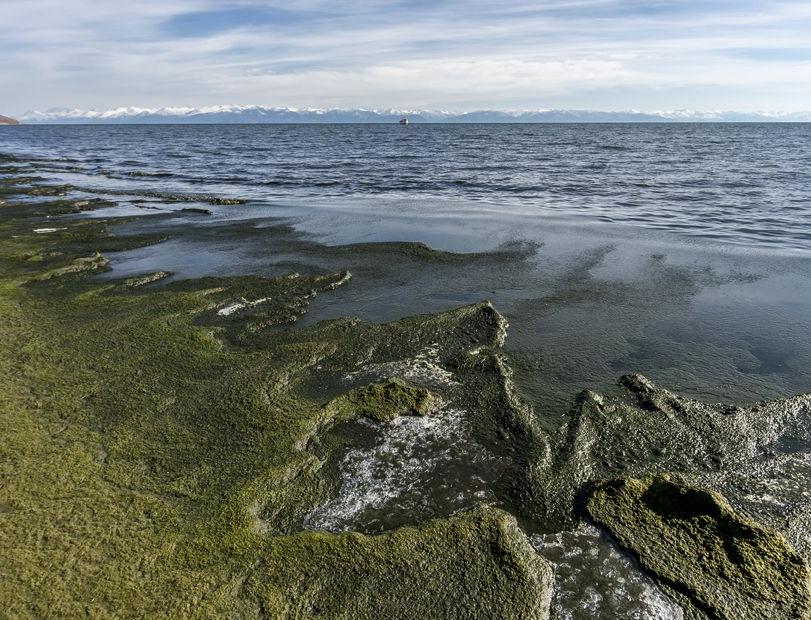 Берега Байкала очищают от спирогиры с помощью арт-проекта