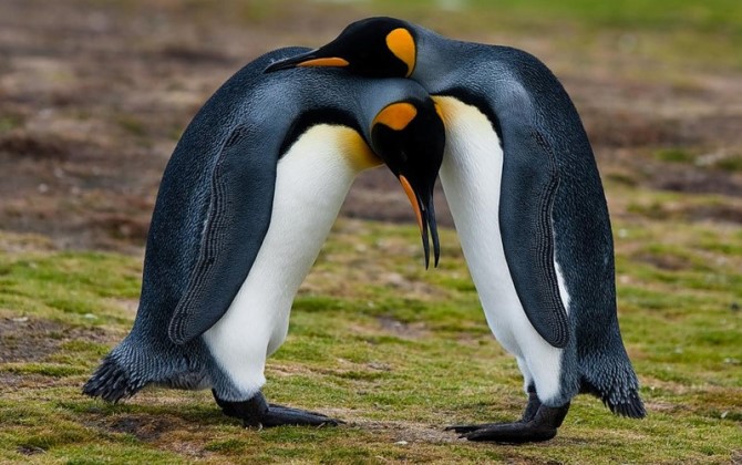 Из-за изменений климата популяция галапагосских пингвинов увеличилась в два раза