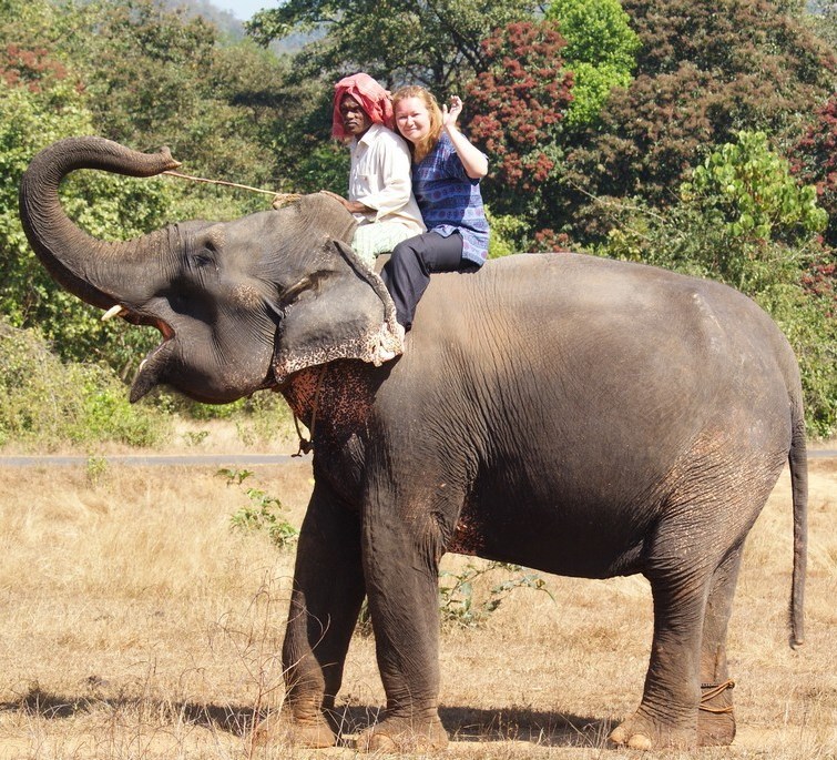 В Индии защитники животных предлагают запретить катание на слонах