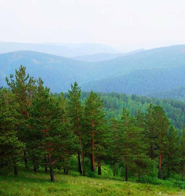 Прошли первые 100 дней программы по спасению лесов Сибири