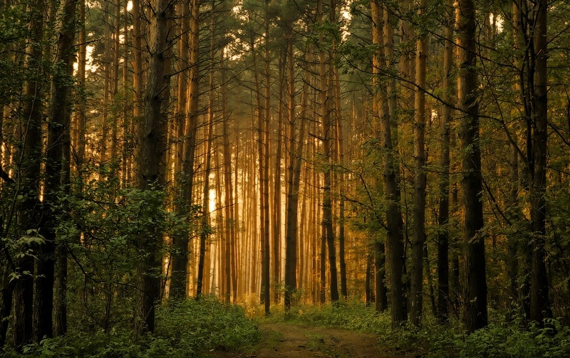 В России пройдет международная акция «FSC-пятница» по защите лесов