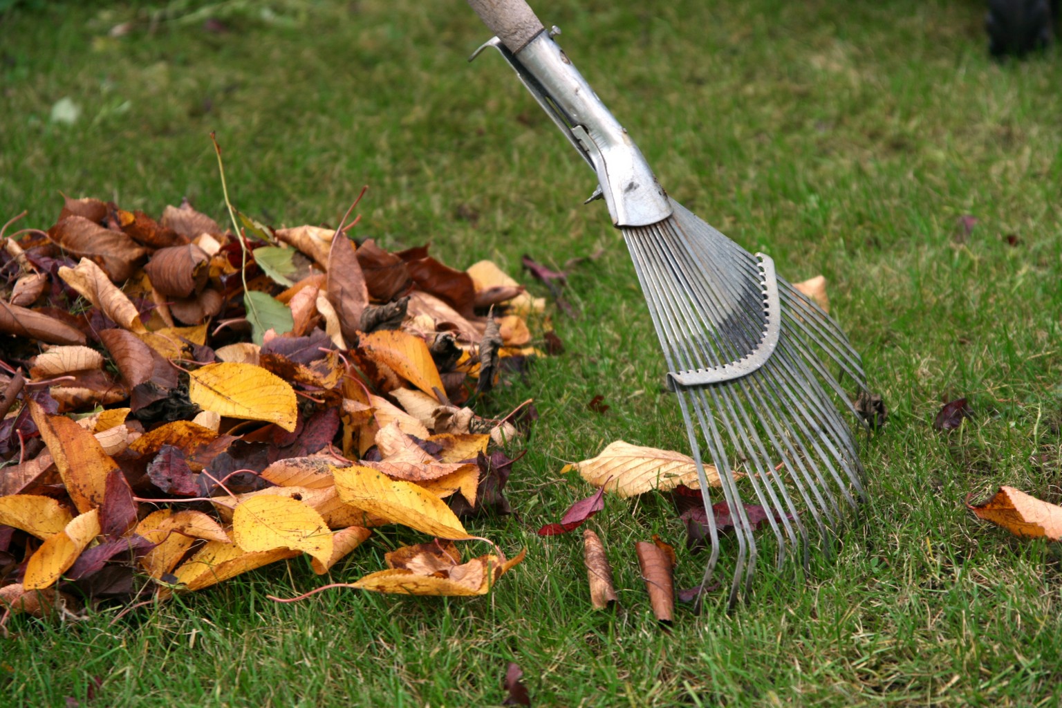 Как бороться с уборкой листвы во дворе и почему это важно