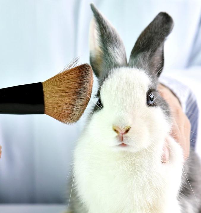 В Украине хотят запретить тестировать косметику на животных