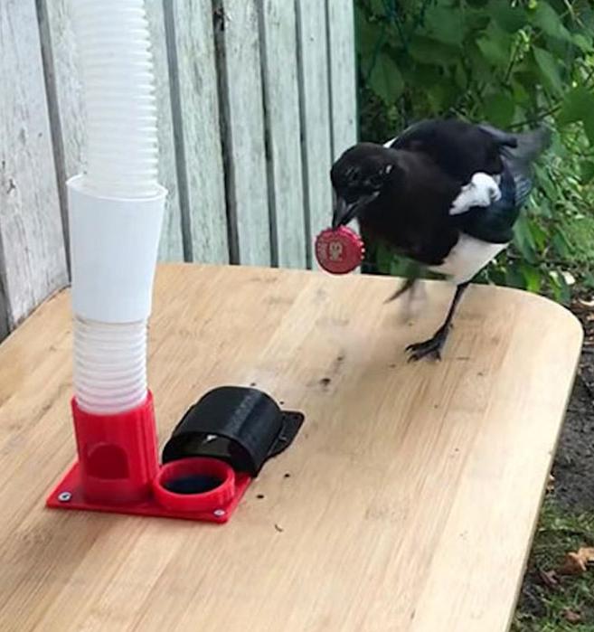 Шведский инженер учит птиц сортировать мусор