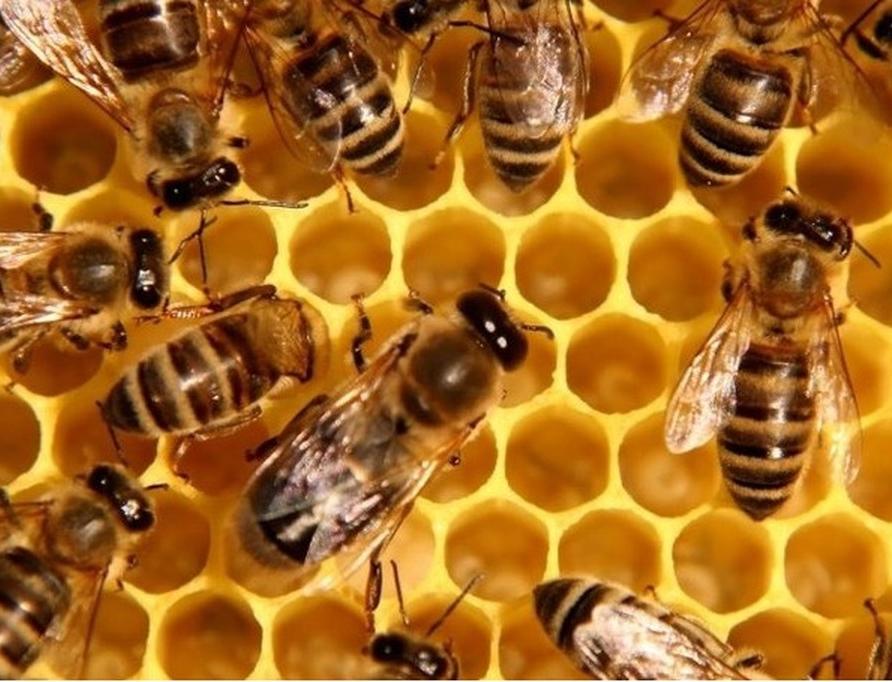 В России возбудили первое уголовное дело из-за массовой гибели пчел