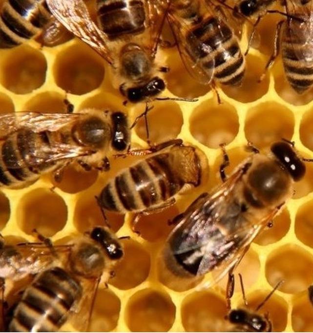 В России возбудили первое уголовное дело из-за массовой гибели пчел