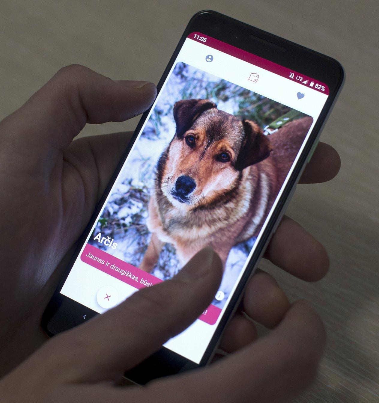 В Литве появился Tinder для знакомства с собаками в приютах