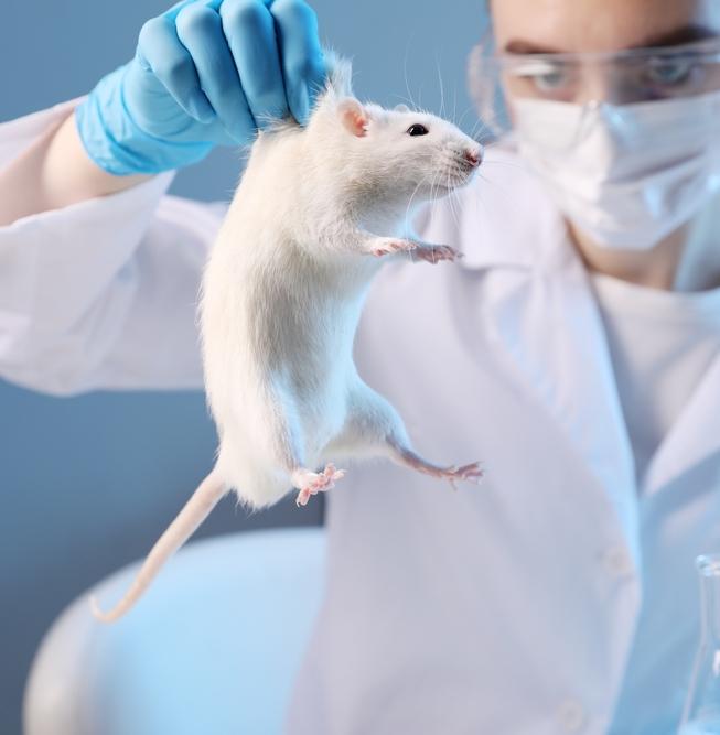 Российская наука стала меньше использовать лабораторных животных 