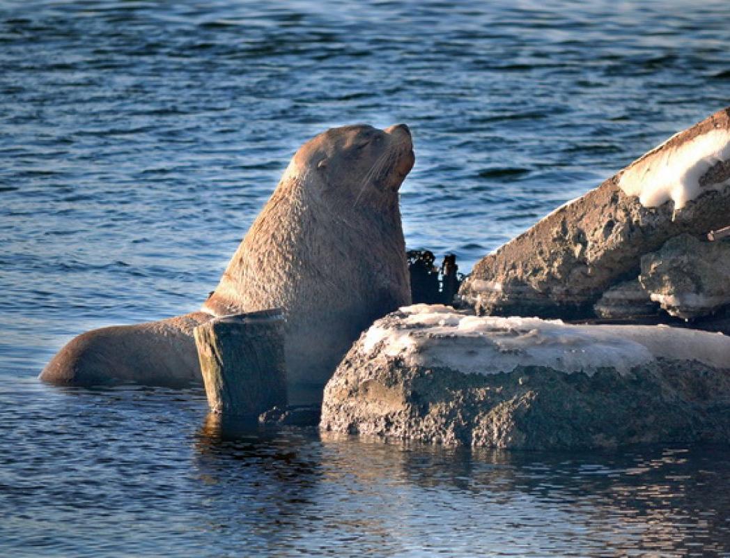 На Камчатке создадут федеральный заказник для защиты морских животных