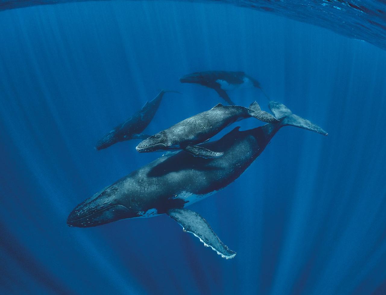 В России запретили вылавливать китов и дельфинов в промышленных целях 