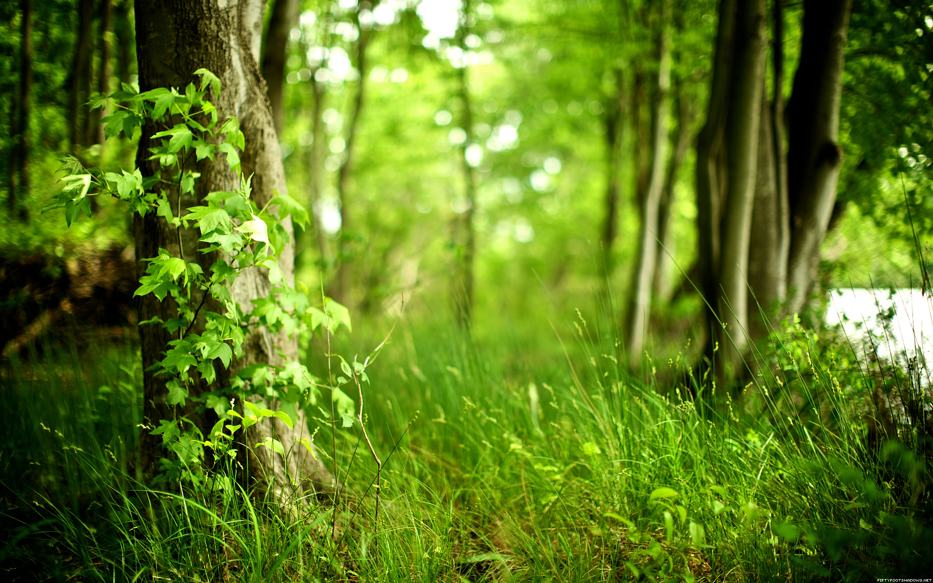 В Год экологии в России посадят 800 тысяч га леса