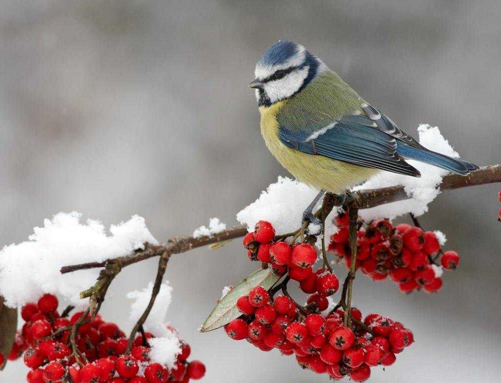 На бесплатном вебинаре научат правильно помогать птицам зимой