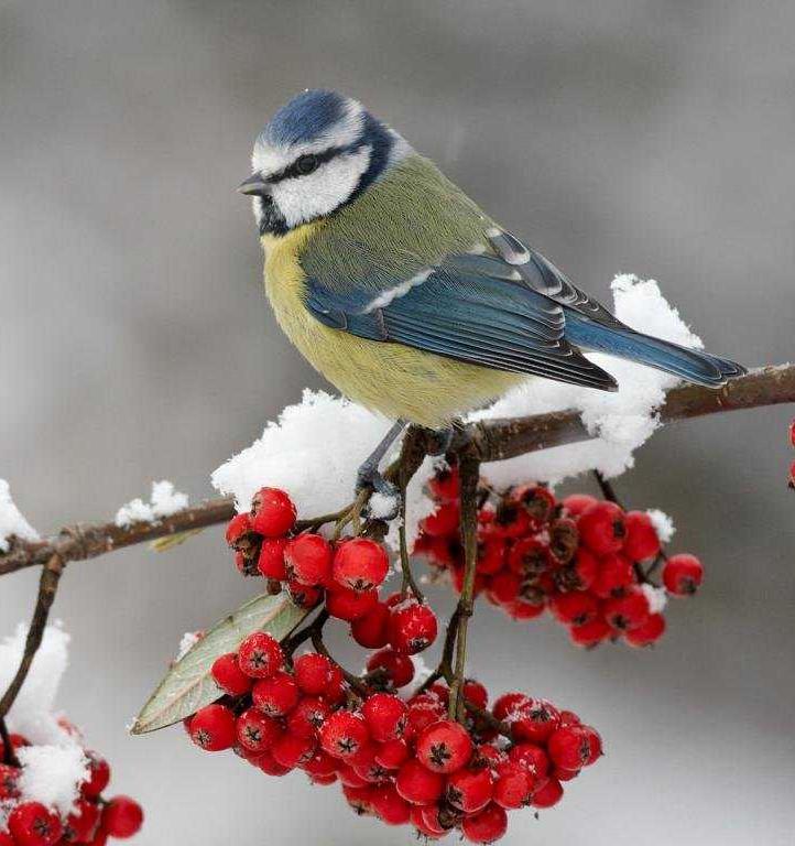 На бесплатном вебинаре научат правильно помогать птицам зимой