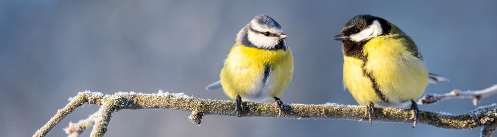 Кровоизлияние и травмы: эксперт о попадании птиц в отловочные сети 