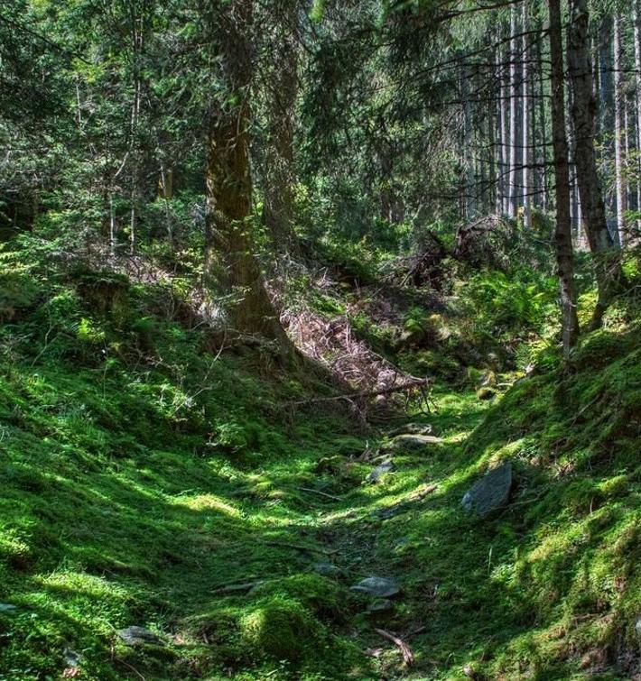 Проект «Посади Лес» ищет организаторов посадки леса