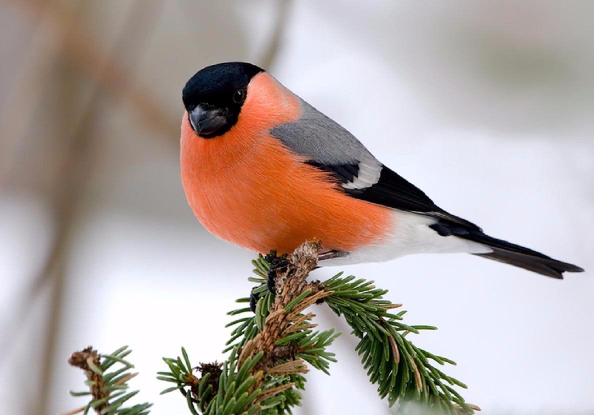 Как правильно кормить птиц зимой: 5 научных советов