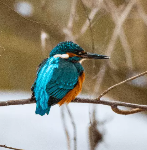 Учёные заметили редких зимующих птиц на реке Темерник в Ростове 