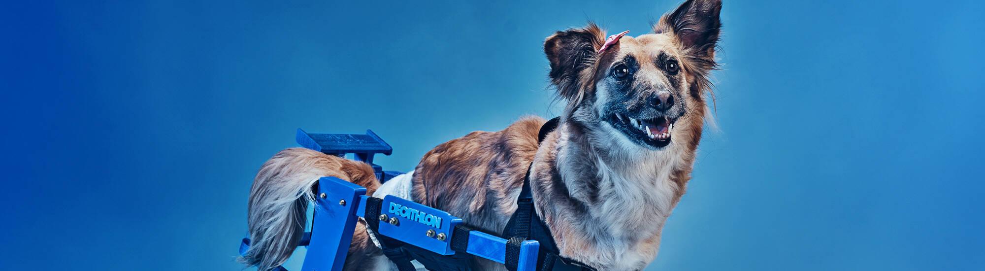 Ритейлер спорттоваров собирает пластик для собачьих протезов 