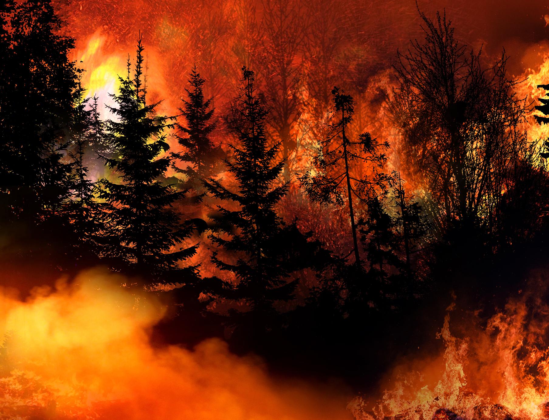 Количество лесных пожаров в мире к 2100 году увеличится вдвое