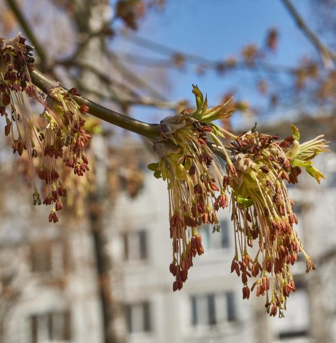 В России американский клен приравняли к борщевику