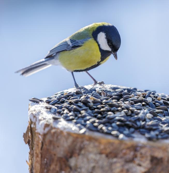 В Москве создадут волонтерский корпус для наблюдения за птицами 