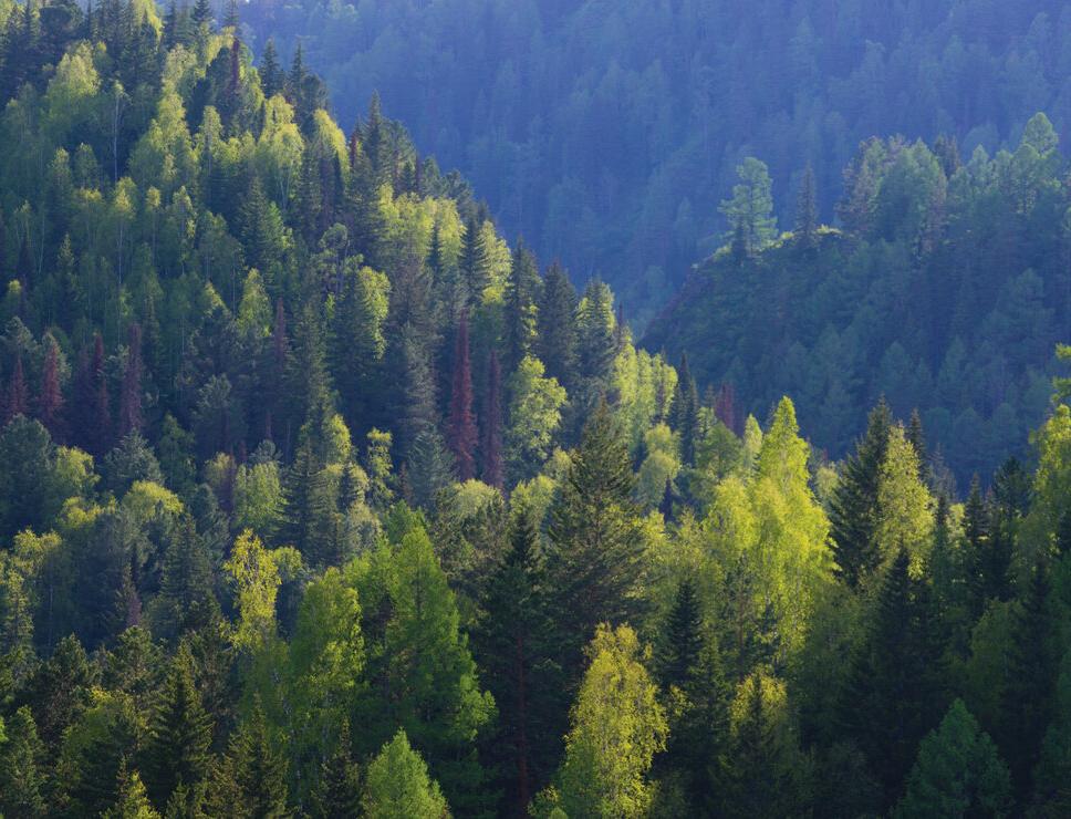 Lipton и «Пятёрочка» запустили экологическую акцию «Сохрани леса Сибири!»