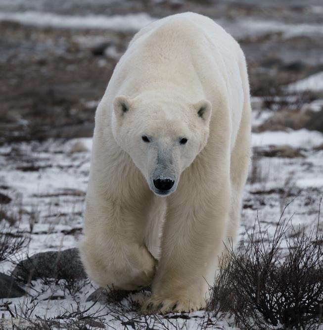 В Ненецком округе появится медвежий патруль 