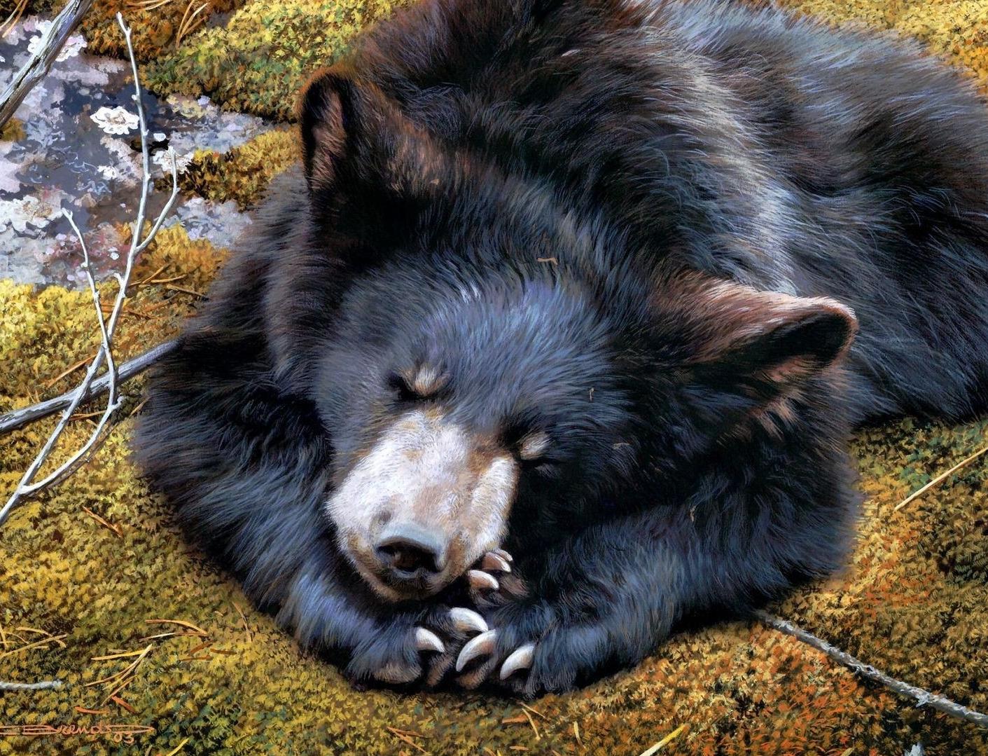 Экологи требуют привлечь к ответственности губернатора Иркутской области за убийство медведя