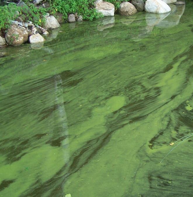 Воронежское водохранилище зацвело и напугало жителей