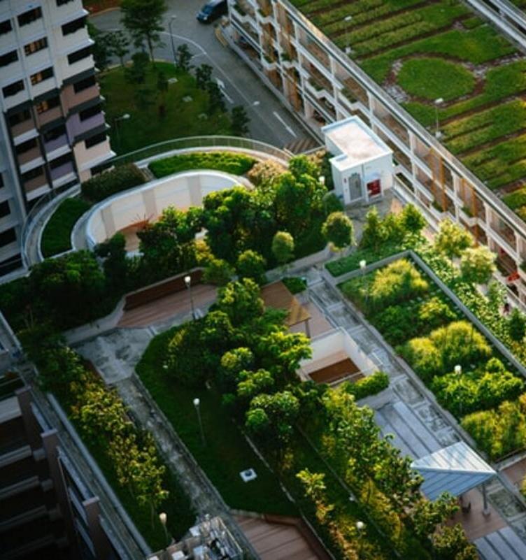 В Калининграде могут появиться «зеленые» крыши