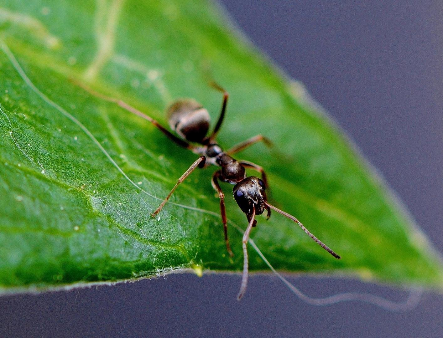 В Великобритании разработали экологичное топливо из муравьиной кислоты