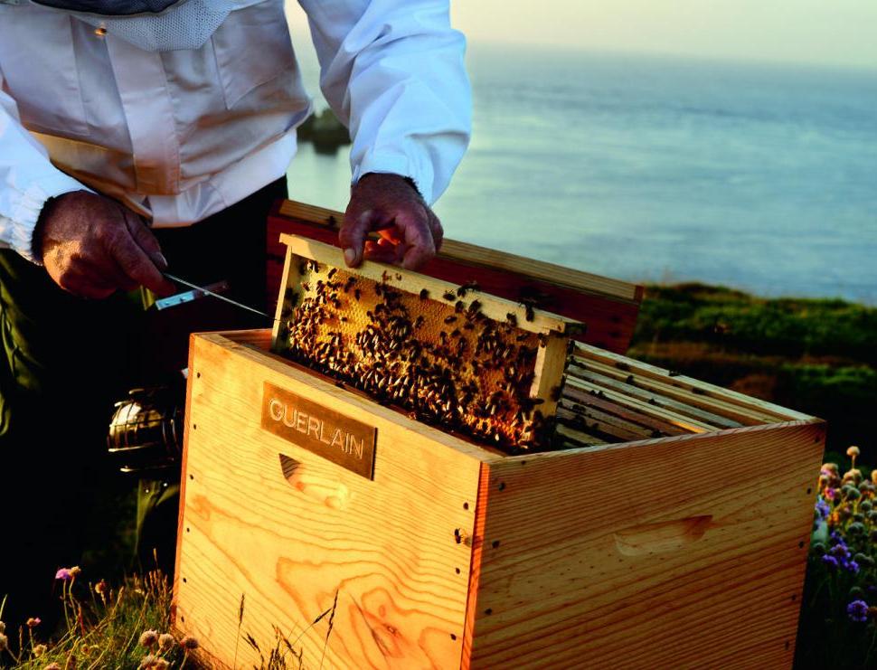 Анджелина Джоли вместе с Guerlain будут помогать пчелам