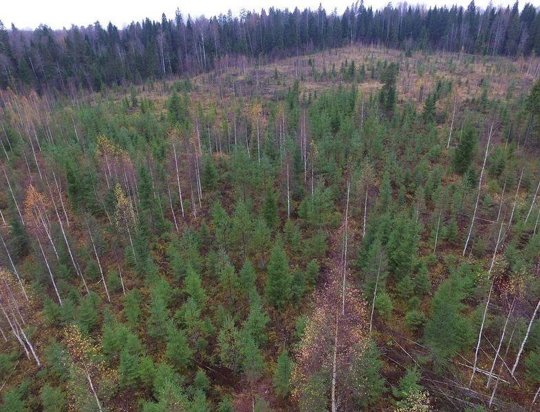 Как модель интенсивного лесного хозяйства может спасти российский лес