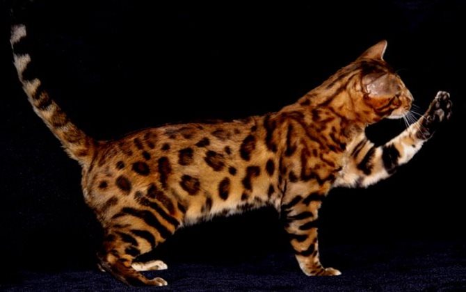 За фотографию котика можно получить приз от WWF