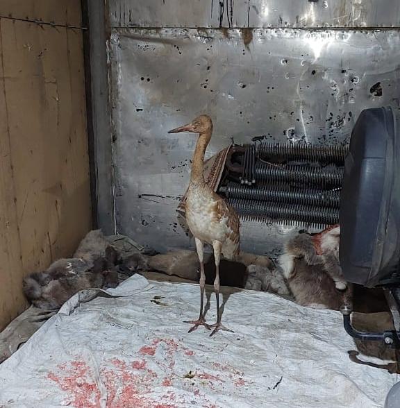 Найденного в тундре птенца стерха готовят к отправке в Якутск