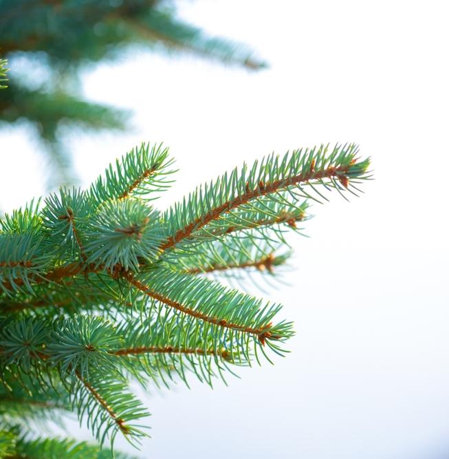 Что делать с елкой: утилизируем настоящую, храним искусственную 