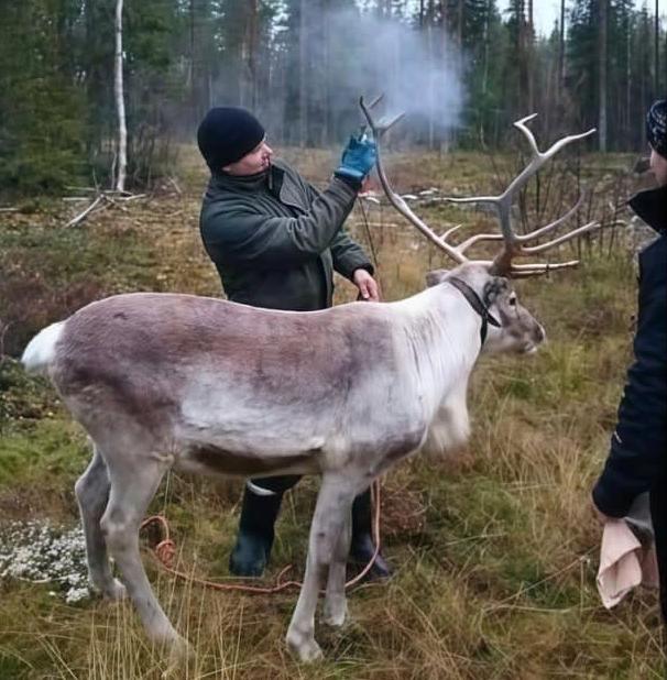 В Финляндии придумали способ обезопасить оленей от ДТП 