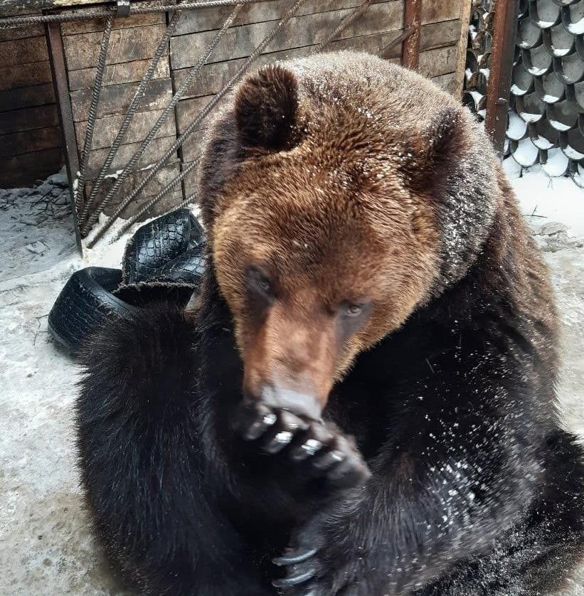 Активисты из Алтайского края просят помочь найти дом для медведя 