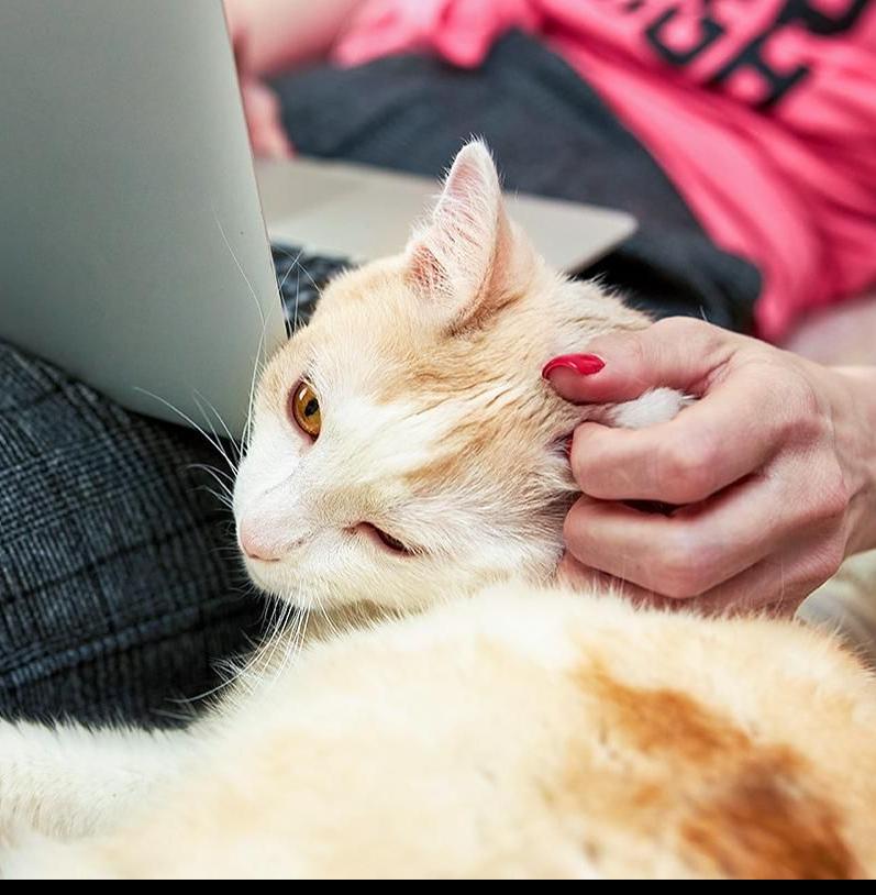 Москвичи могут выбрать себе домашнее животное на новом сервисе 