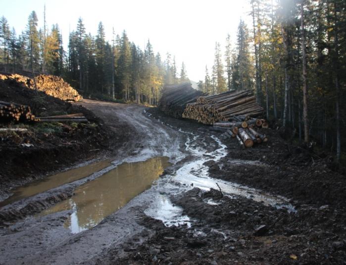 Активисты ОНФ требуют прекратить незаконную вырубку деревьев в Хабаровском крае