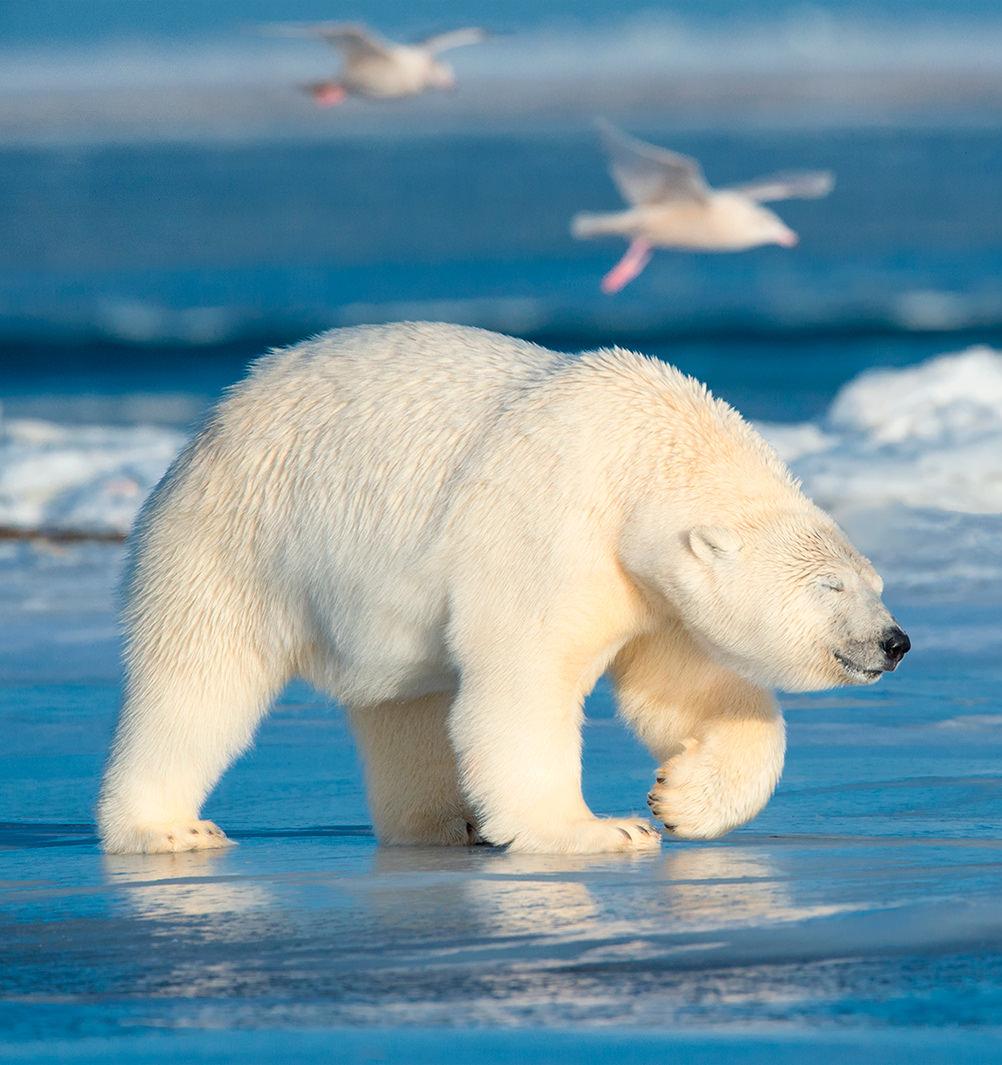 В России впервые пересчитают белых медведей